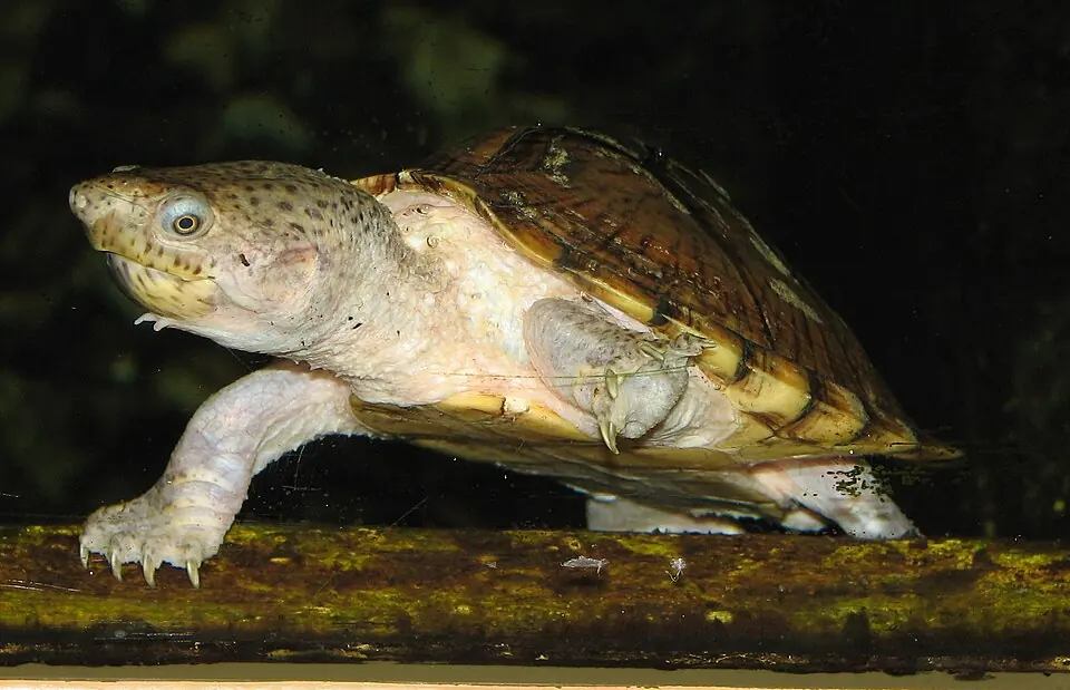 A razor-backed musk turtle standing on a wet dark surface, with its pointed shell ridge visible.