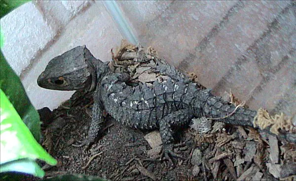 A red-eyed crocodile skink resting on soil and bark, with its armored back visible.