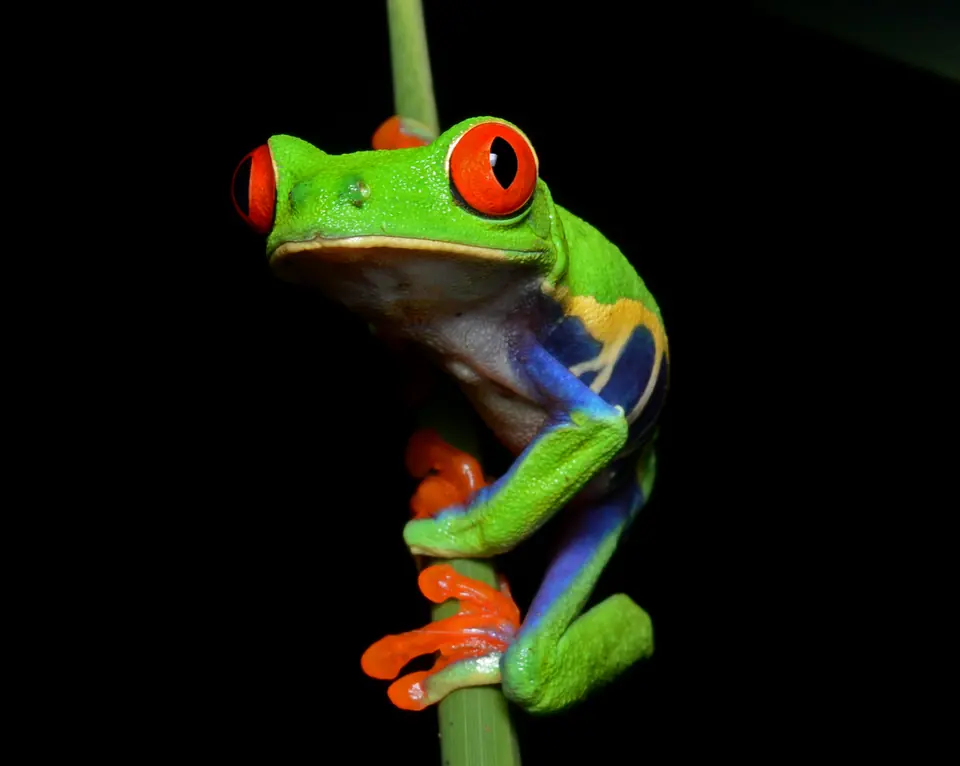 A red-eyed tree frog gripping a green stem against a dark background.