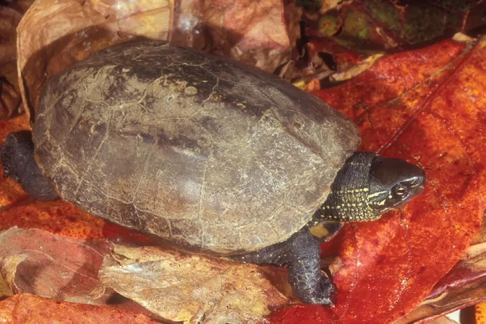 A Reeves’ turtle viewed from above in shallow reddish water.