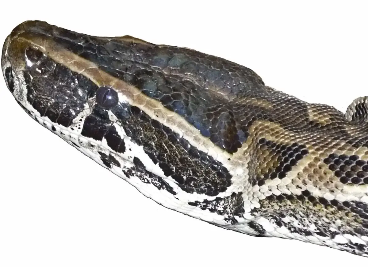 Northern African rock python in close-up profile, showing dark facial markings and pale lips.