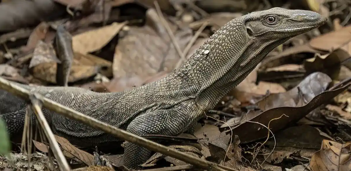 Black roughneck monitor lifting its long head above fallen leaves in a forest.