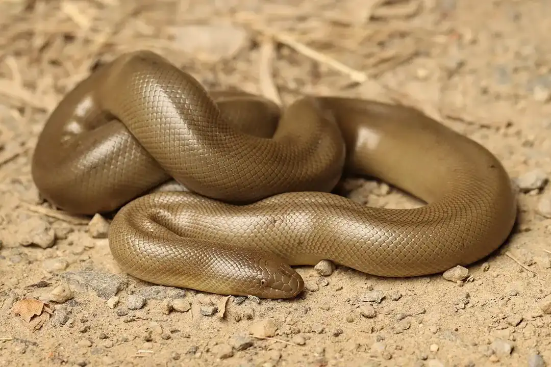 Northern rubber boa resting in smooth bronze-brown coils on dry soil.