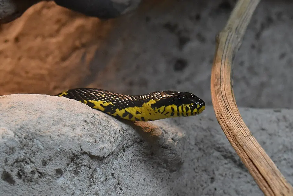 A Russian rat snake with a yellow-patterned head emerging from behind a rock in a zoo enclosure.
