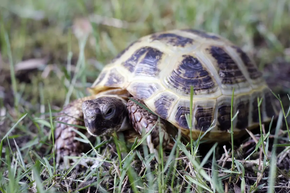A Russian tortoise walking through green grass