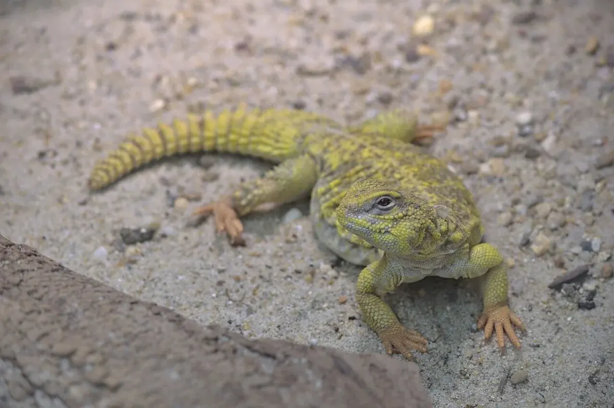 Yellow Saharan uromastyx standing on gravel, showing its short spiny tail.