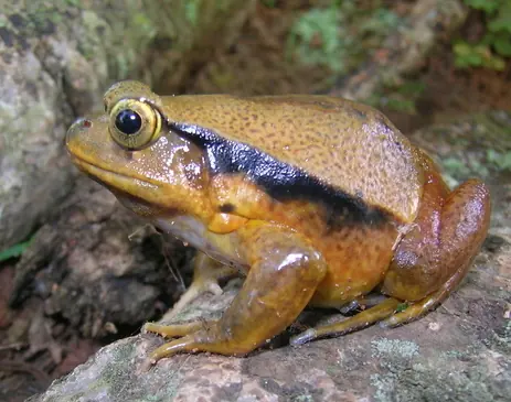 A Sambava tomato frog on soil, showing its golden-brown back and dark side stripe.