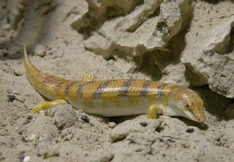 A sandfish skink moving across pale sand beside a rocky shelter.