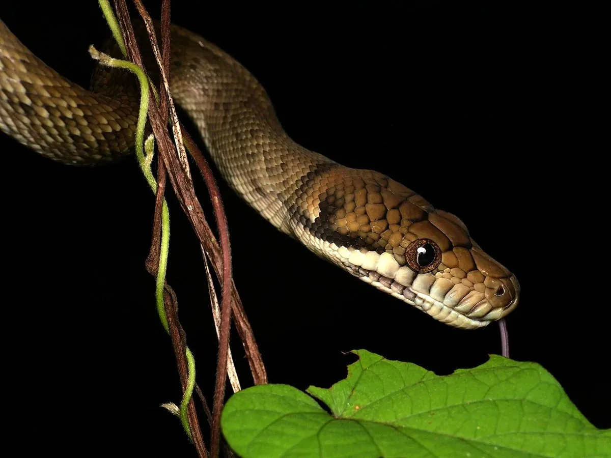 Amethyst python extending its brown head between slender stems and green leaves.