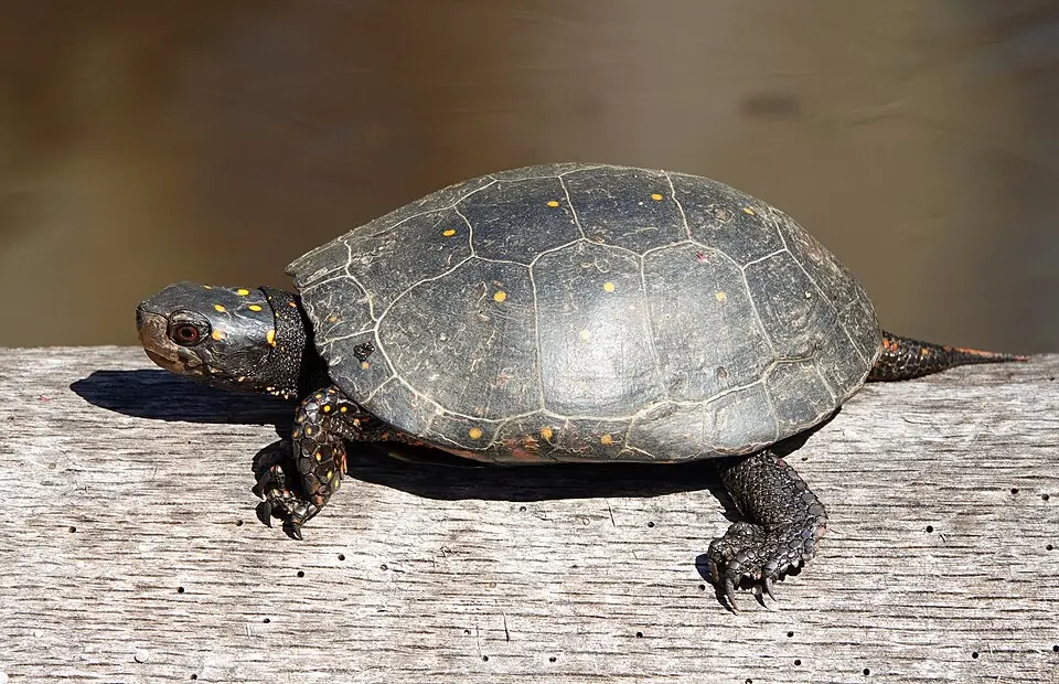 A spotted turtle on a sunlit plank, with yellow spots visible on its dark shell.