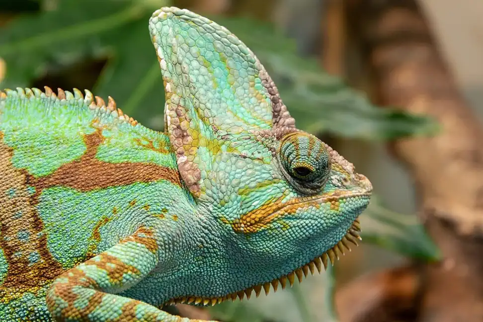 Close-up of a green veiled chameleon showing its tall casque and turret-shaped eye.