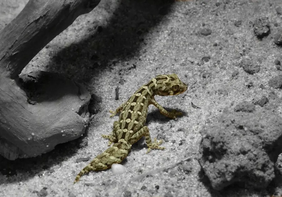 A viper gecko resting beside wood on sandy soil.