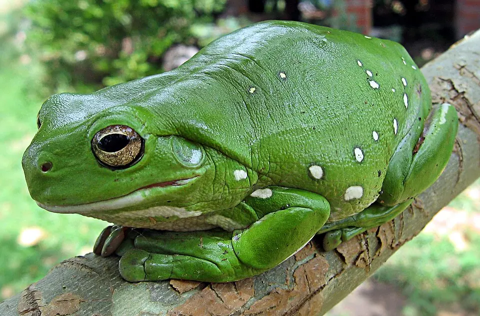 A White’s tree frog resting on a branch, with a green back and pale side spots.