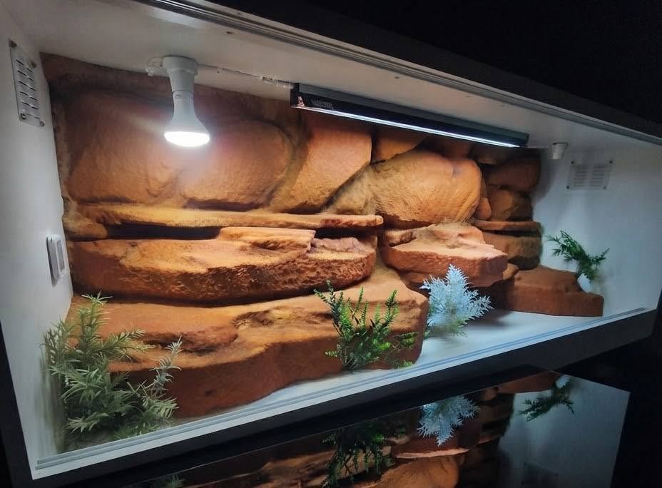 Close interior view of textured orange rock shelves with small plants along the base.