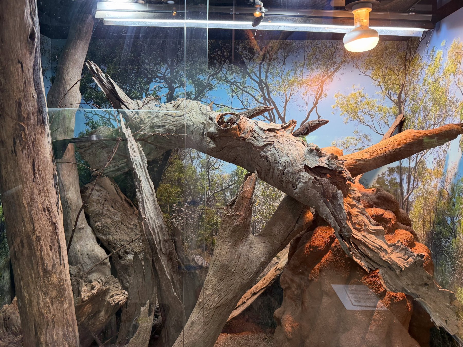 The latest large log among the smaller branches in Luke’s black-headed monitor enclosure.