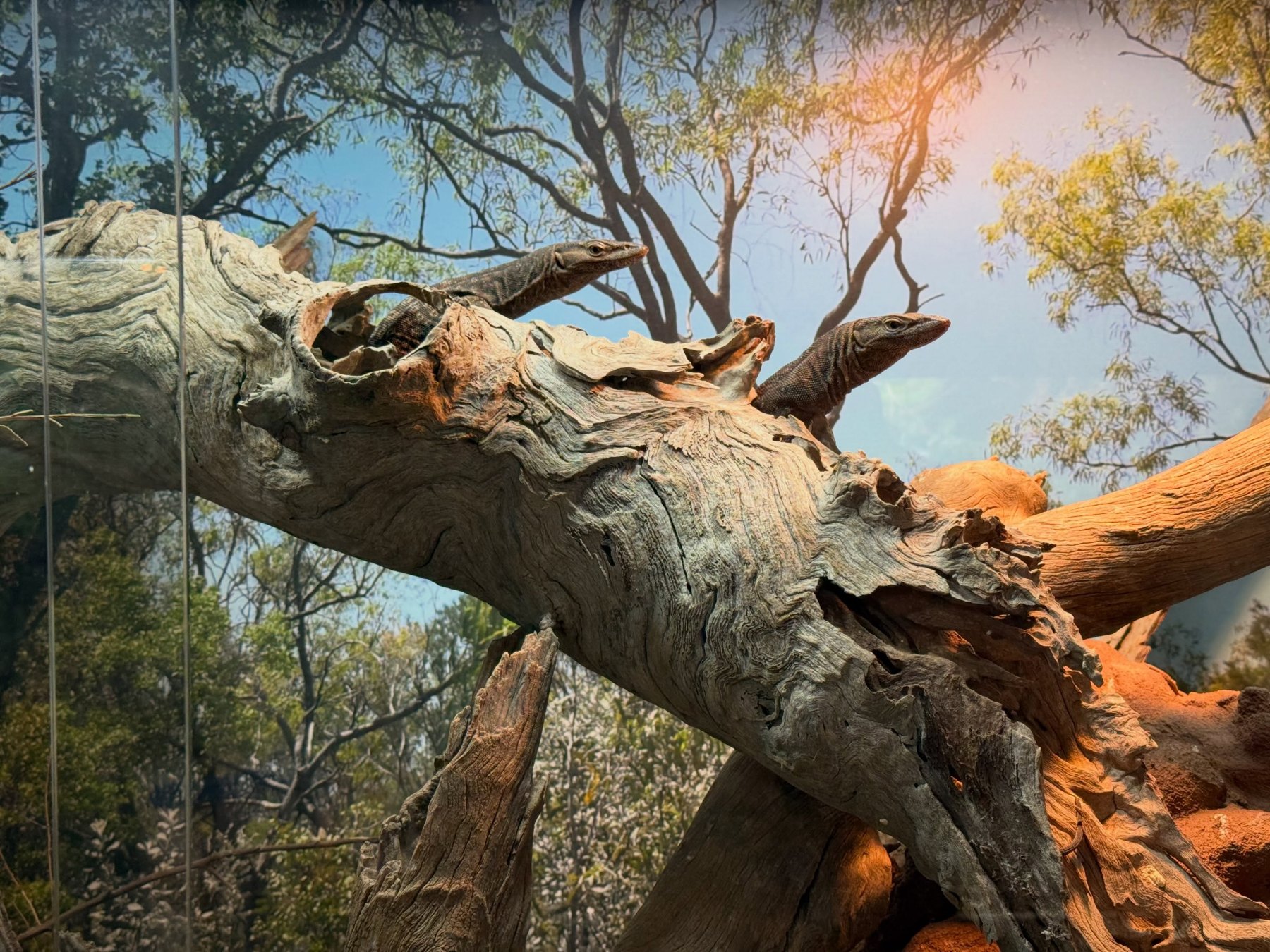 Another view of the twisting hollow log, with the monitors visible on the wood and the woodland photographic backdrop behind it.